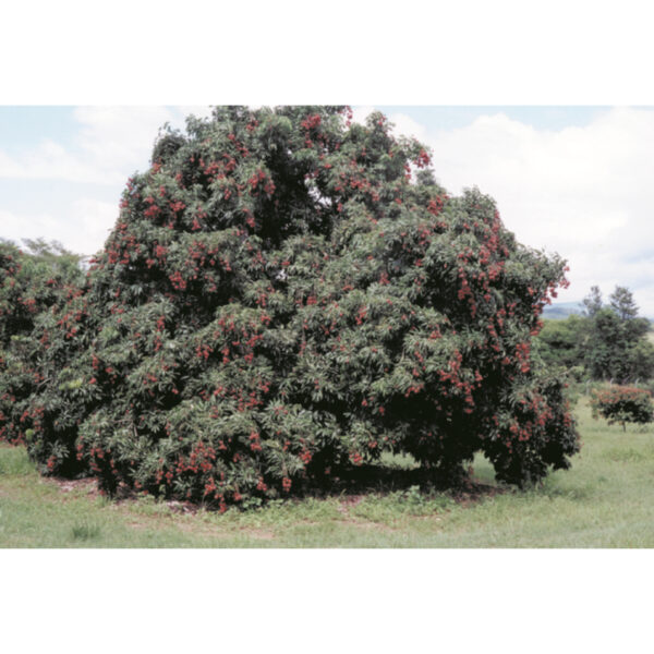 Litchi Cultivars - SALGA